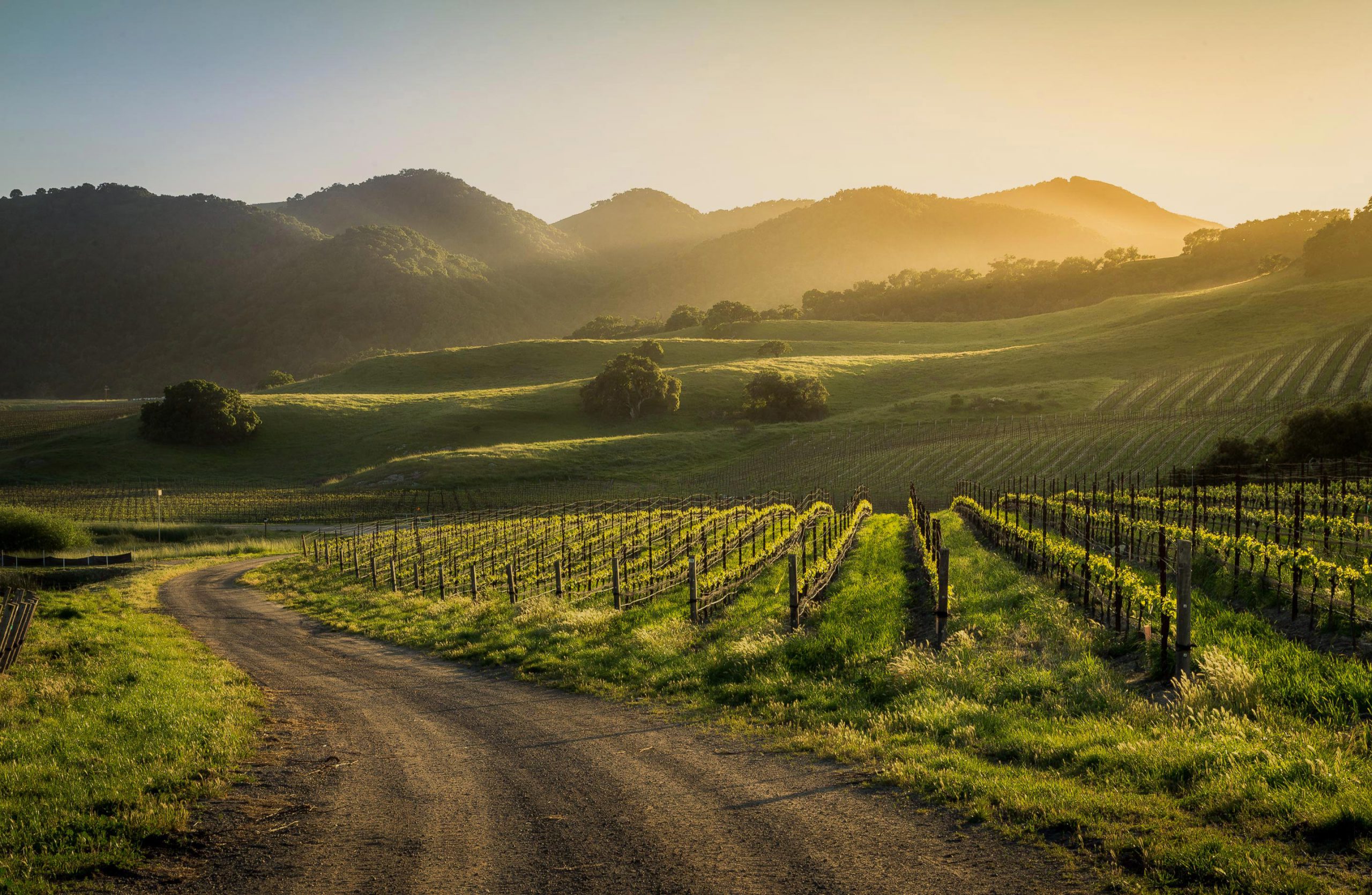 A vineyard with a road to the side and mountains in the background at sunset